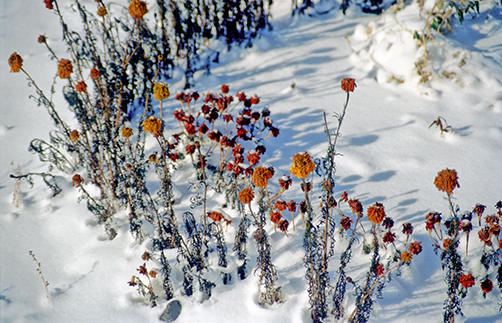 contemporary art, photography, Ranjit Doroszkiewicz